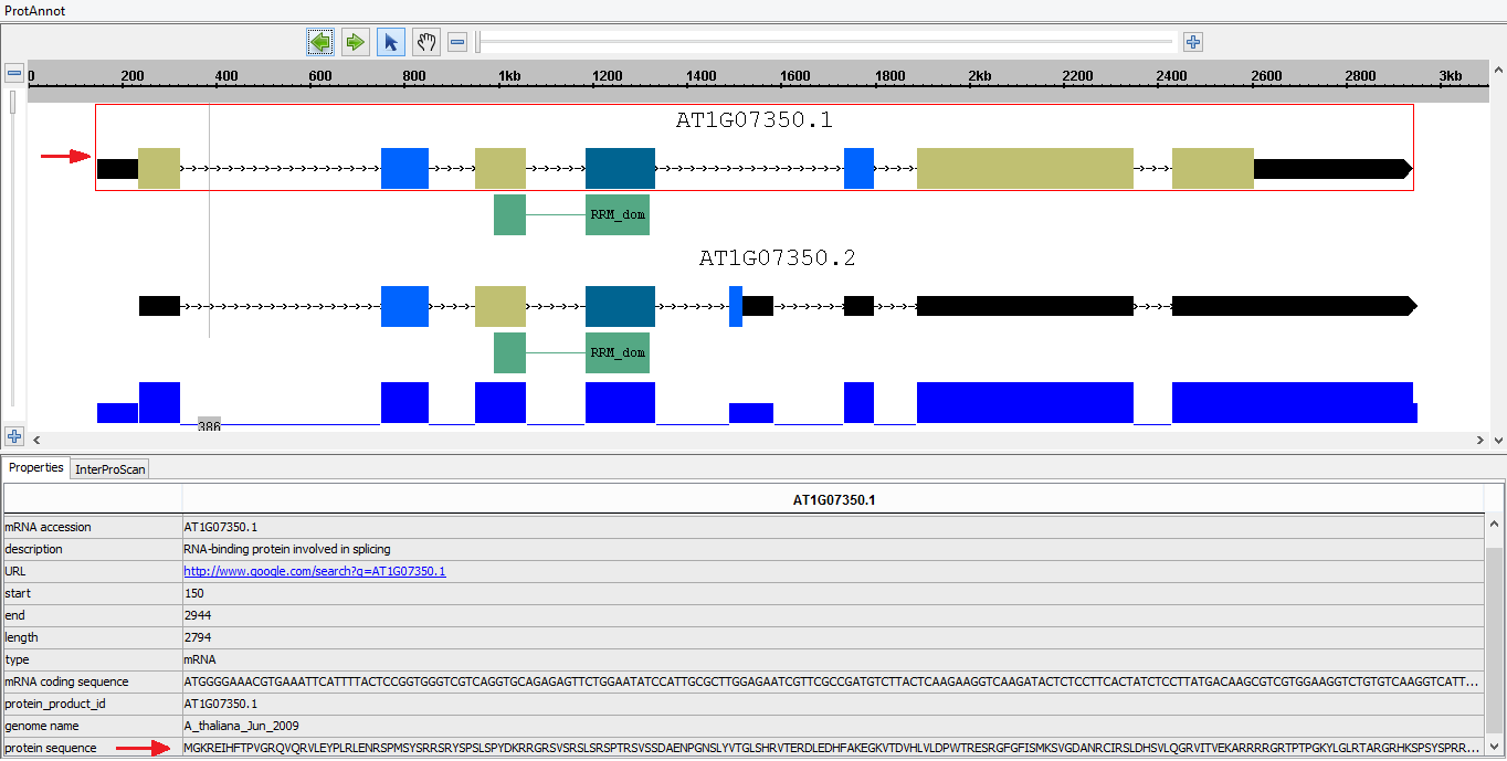IGB Release Documentation > ProtAnnot > 7_Correct Exon Protein Seqs.png
